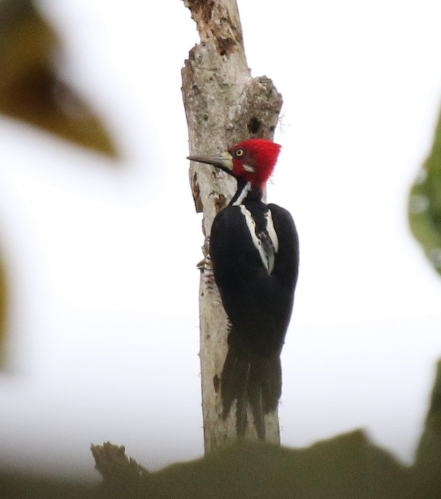 Crimson-crested Woodpecker - ML68639521