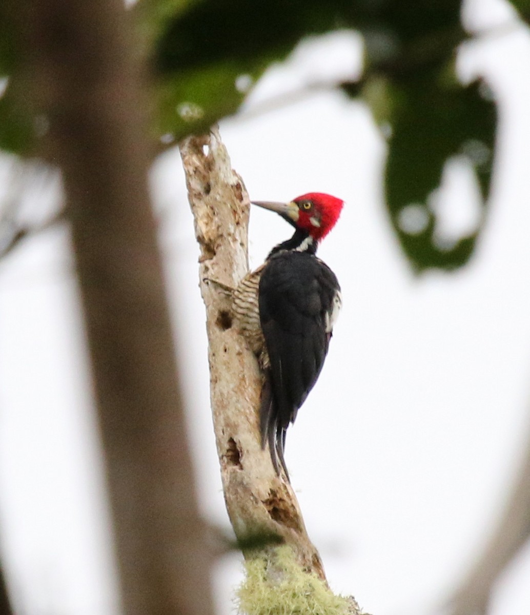 Crimson-crested Woodpecker - ML68639531