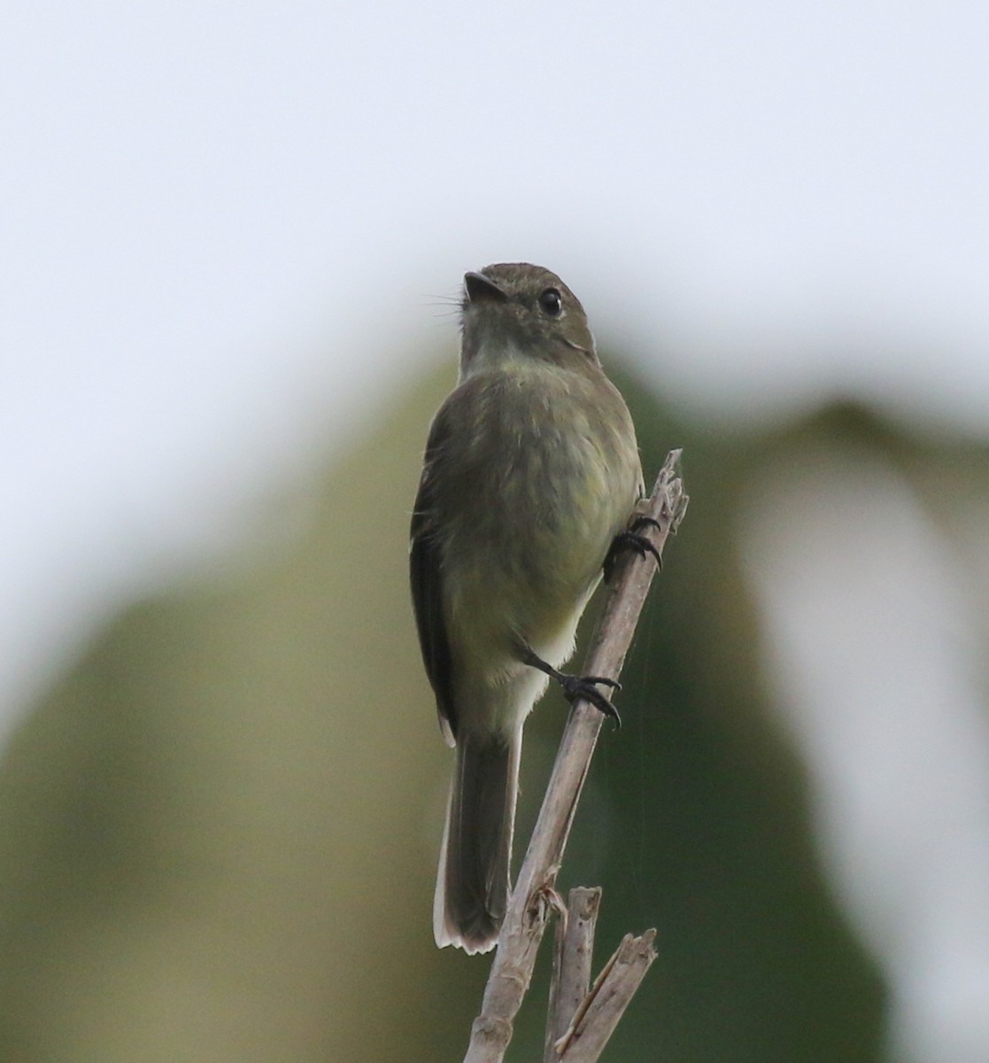Olive-chested Flycatcher - Matthew Grube