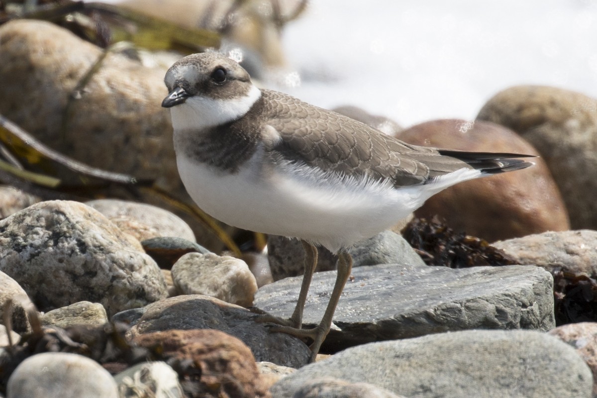 Common Ringed Plover - ML68642501