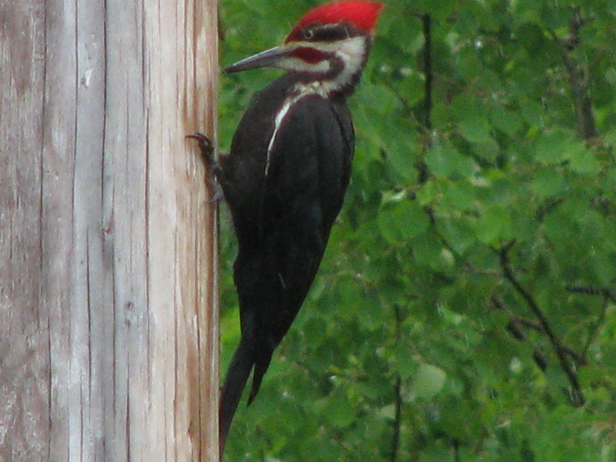 Pileated Woodpecker - ML68642911