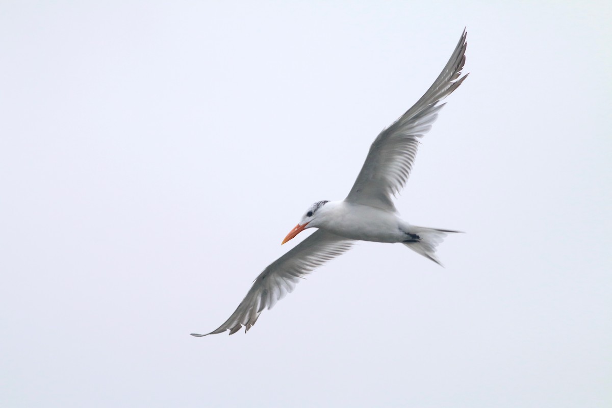 Royal Tern - Jeff O'Connell