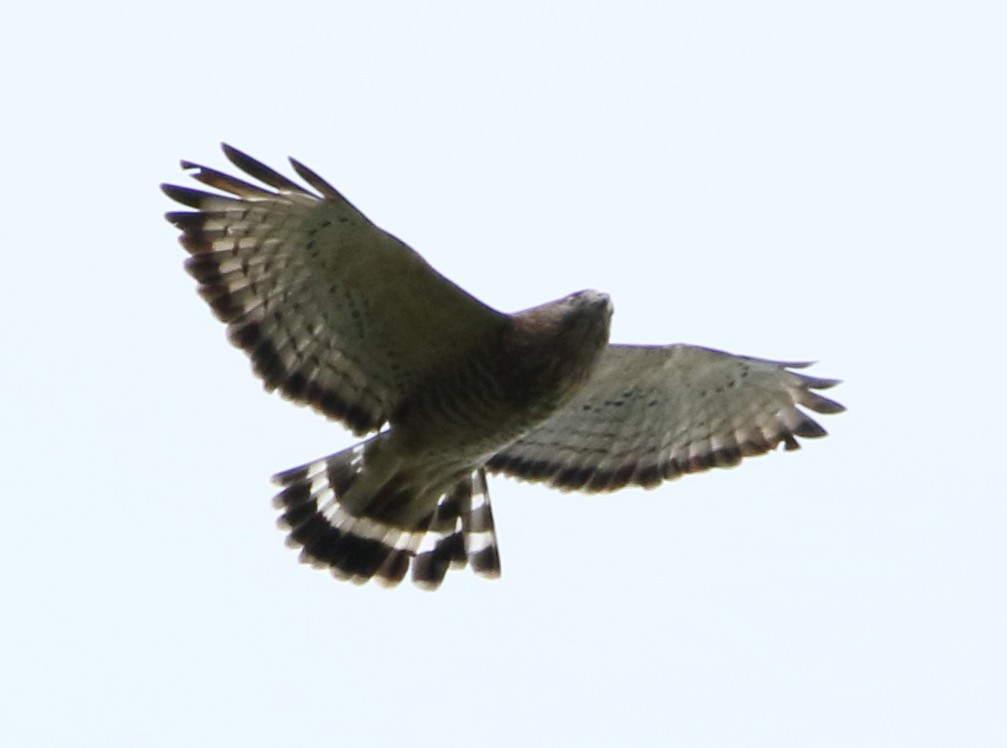 Broad-winged Hawk - ML68643871