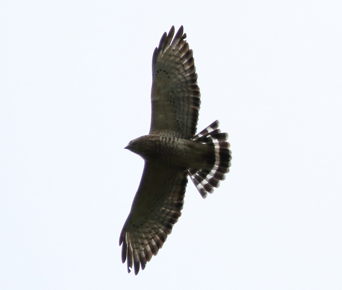 Broad-winged Hawk - ML68643891