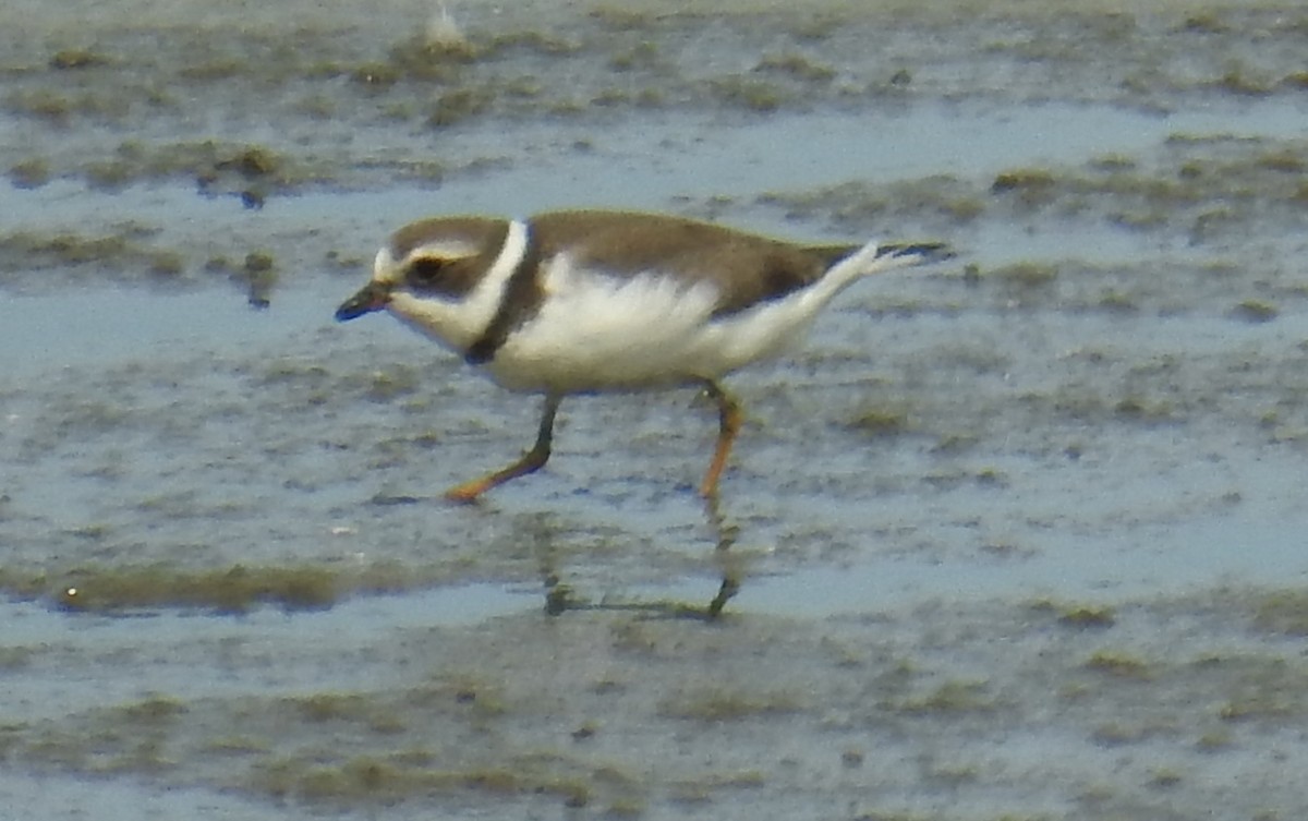Semipalmated Plover - ML68645611
