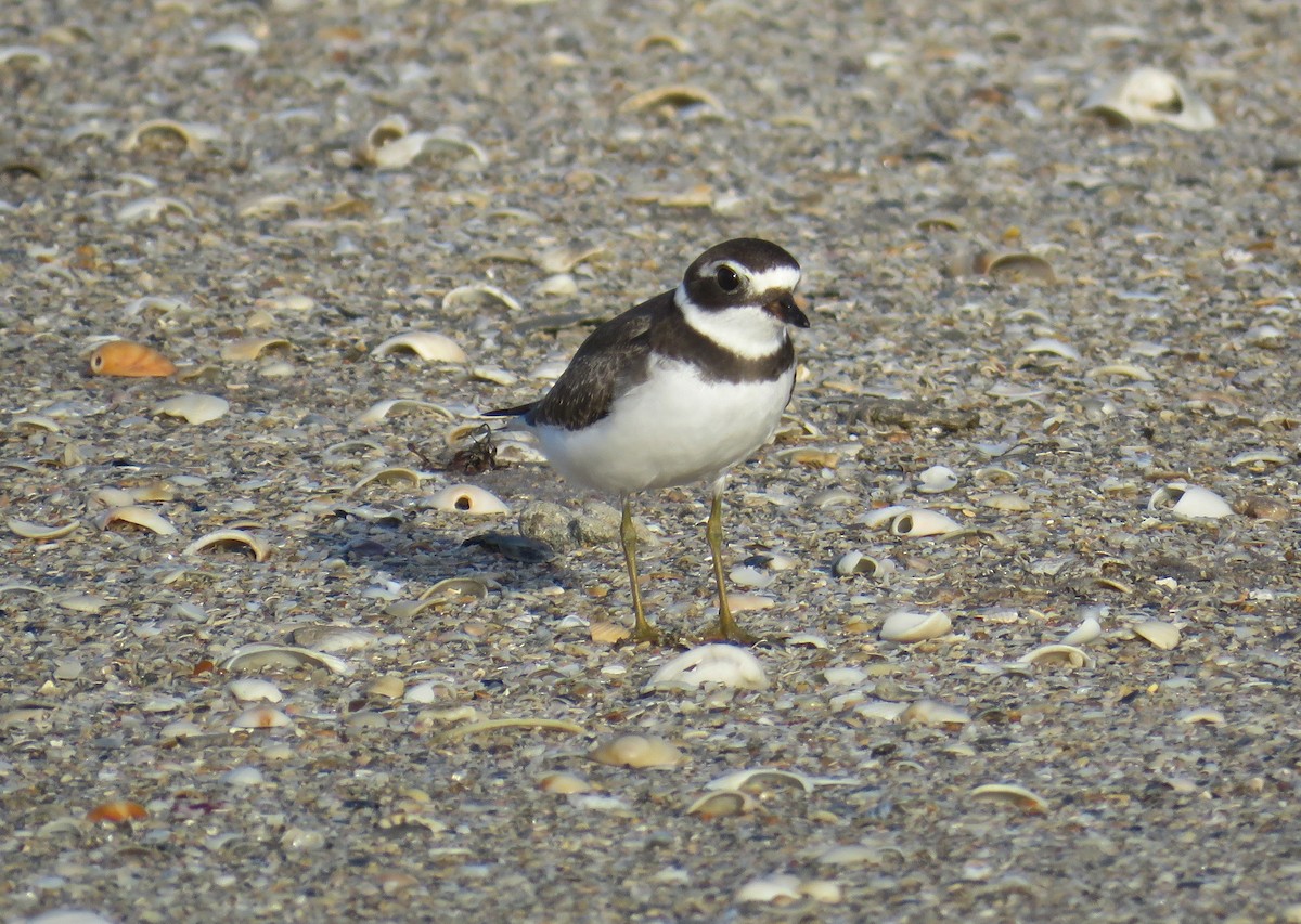 Semipalmated Plover - Roy Netherton