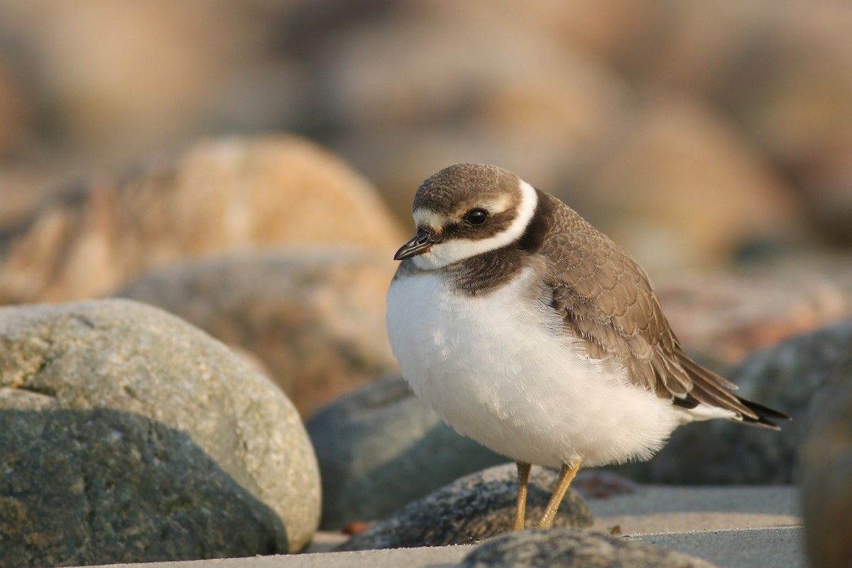 Common Ringed Plover - ML68648801