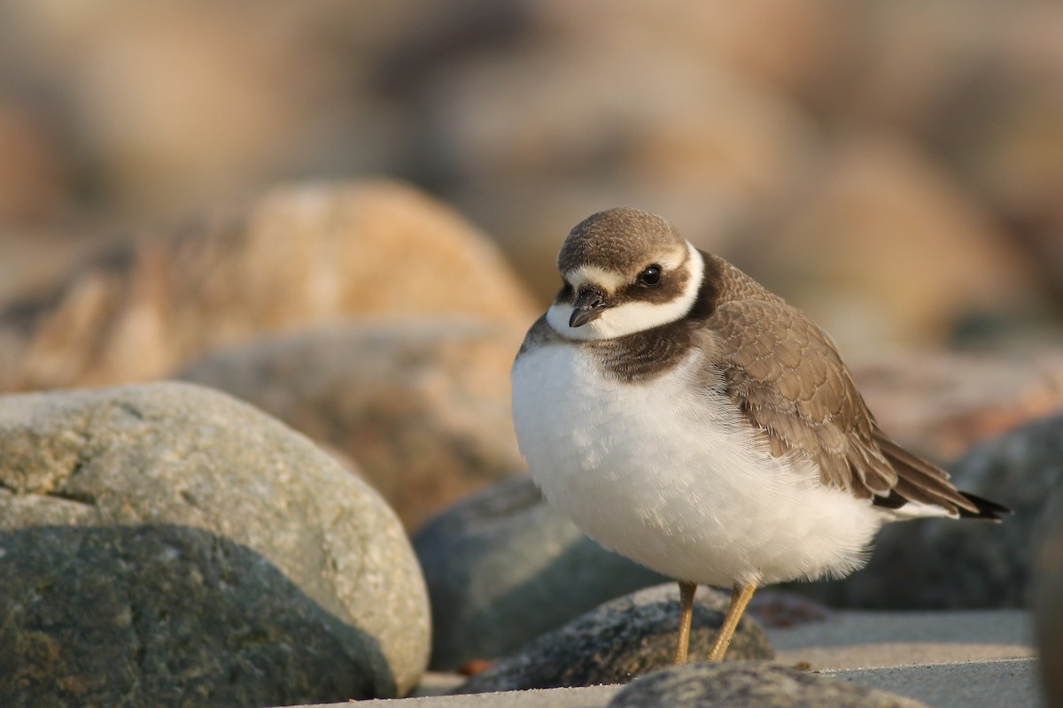 Common Ringed Plover - ML68648831