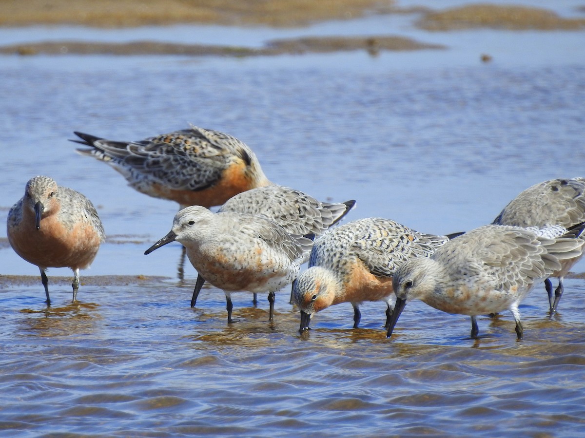 Red Knot - Carlos Crocce