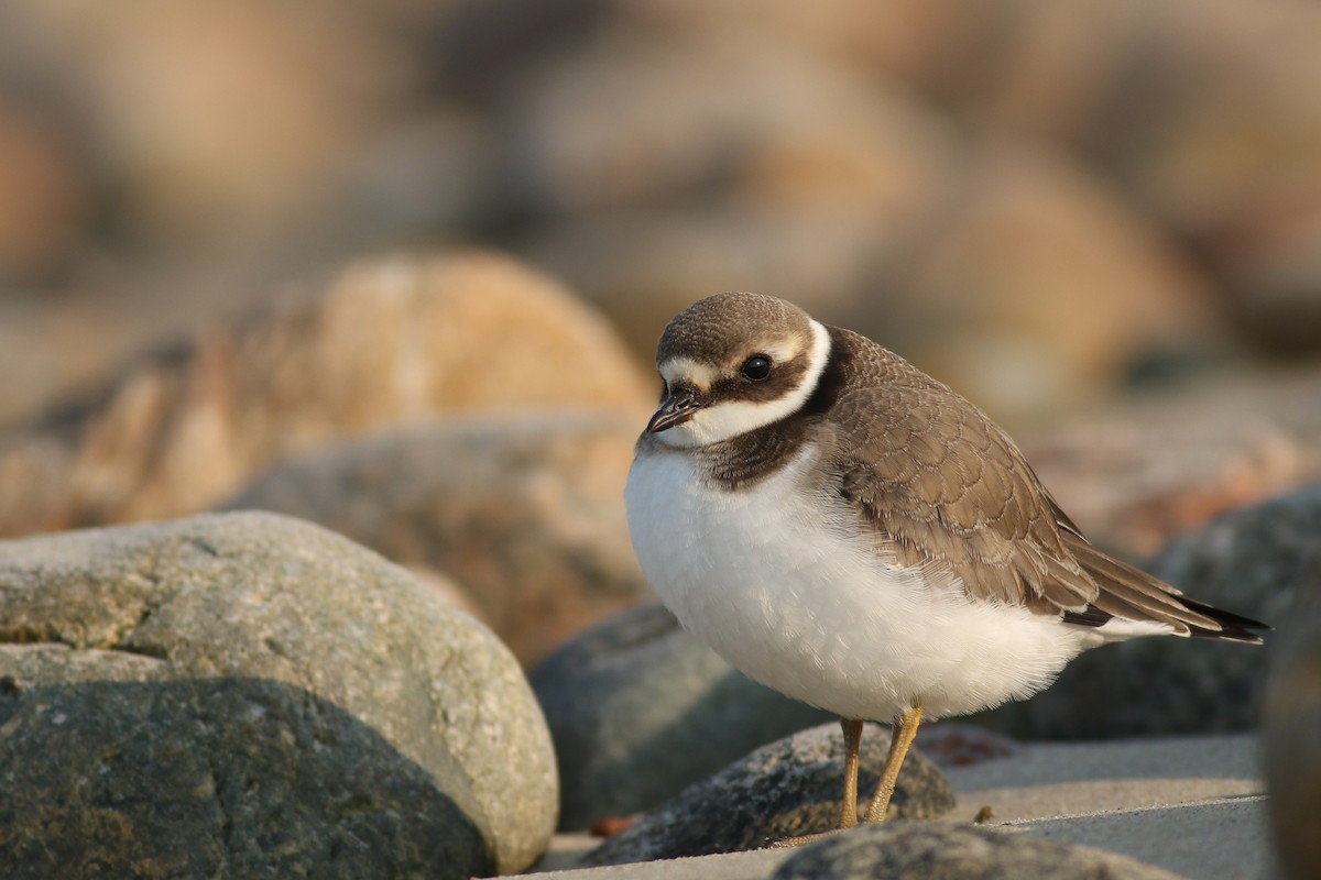 Common Ringed Plover - ML68648991