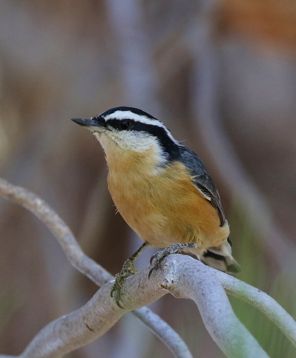 Red-breasted Nuthatch - ML68651091