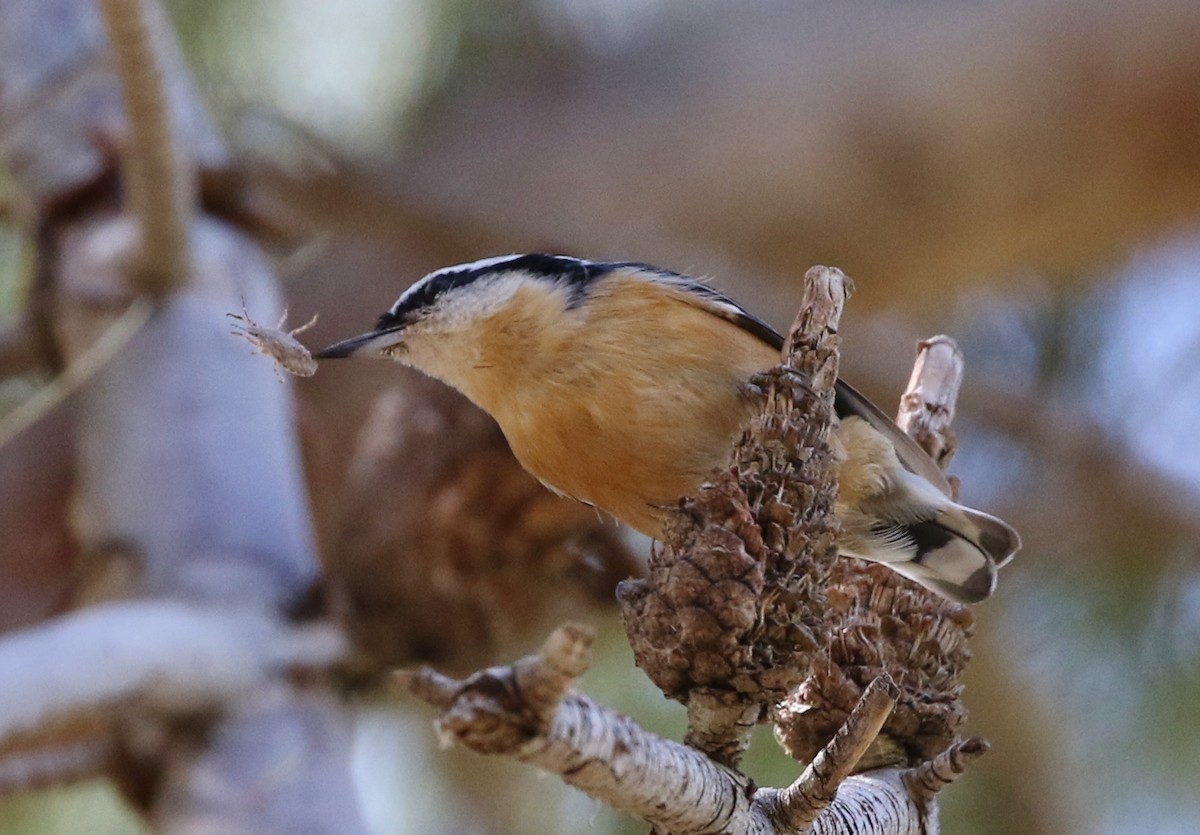 Red-breasted Nuthatch - ML68651111