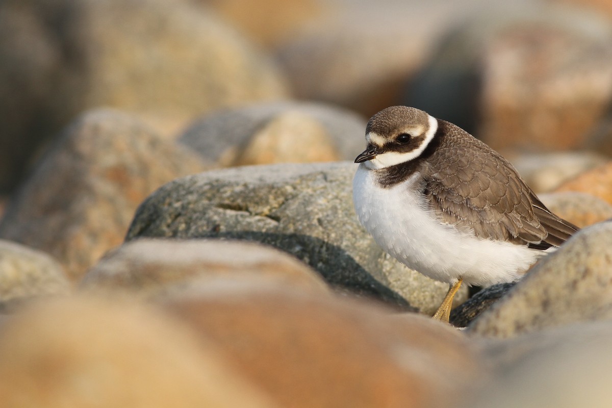 Common Ringed Plover - ML68651251
