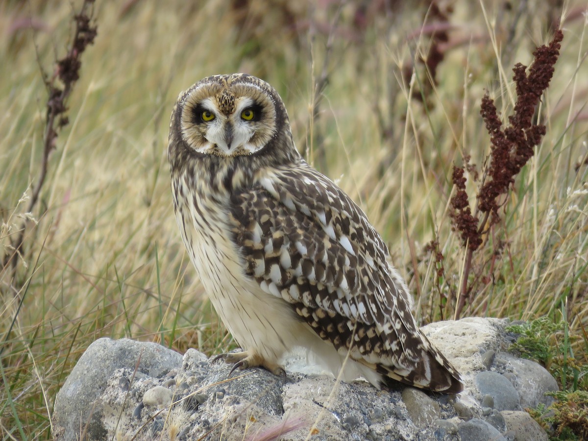 Short-eared Owl - Cristóbal Robinson