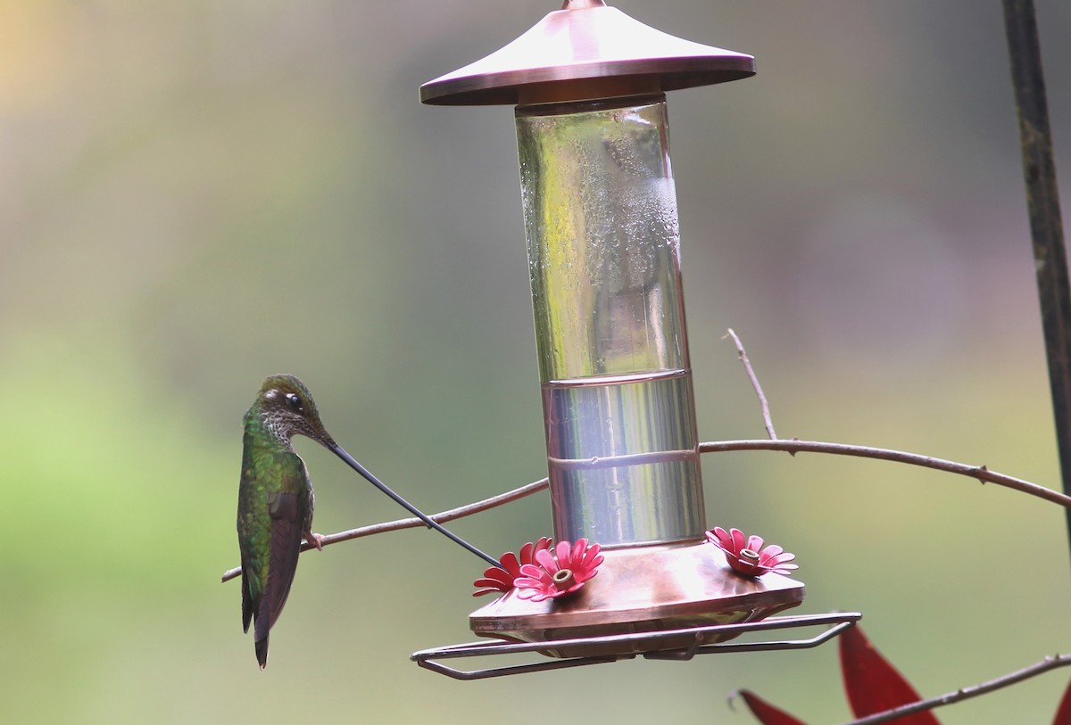 Sword-billed Hummingbird - Rohan van Twest