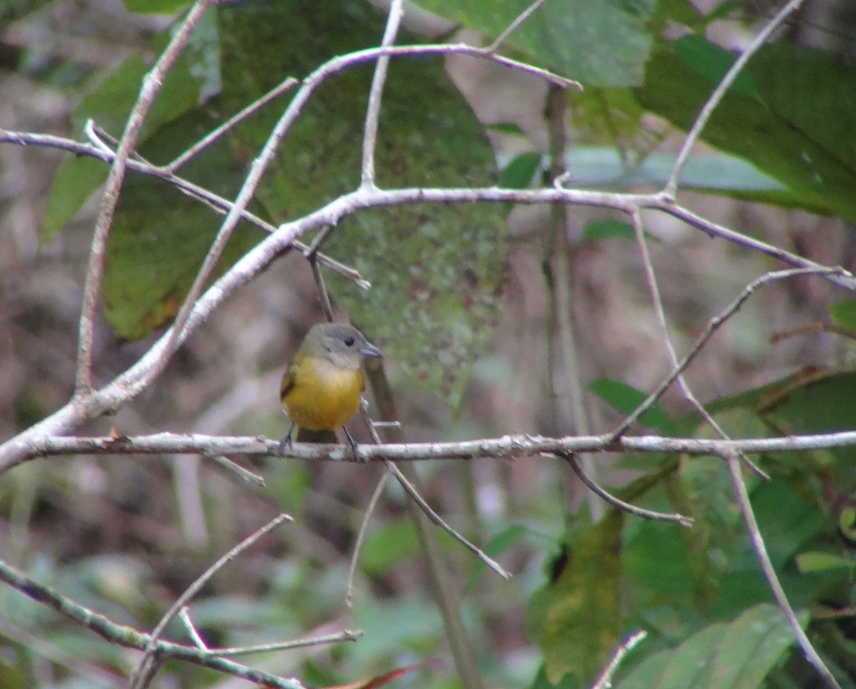 Yellow-crested Tanager - ML68654891