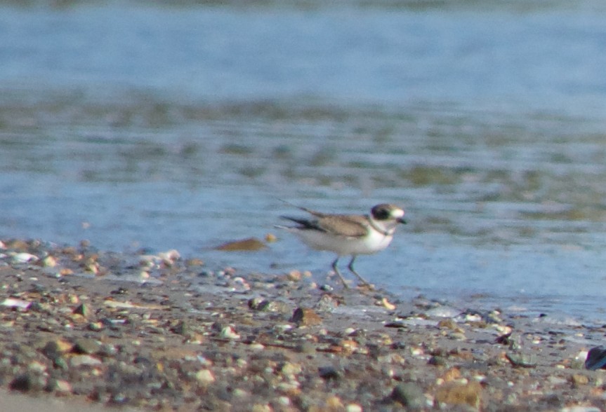 Semipalmated Plover - ML68655801