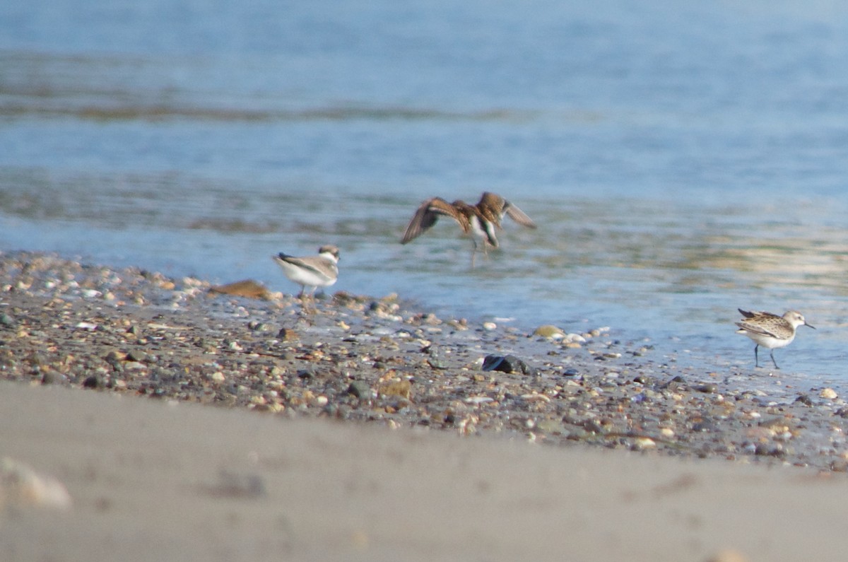 Semipalmated Plover - ML68655891