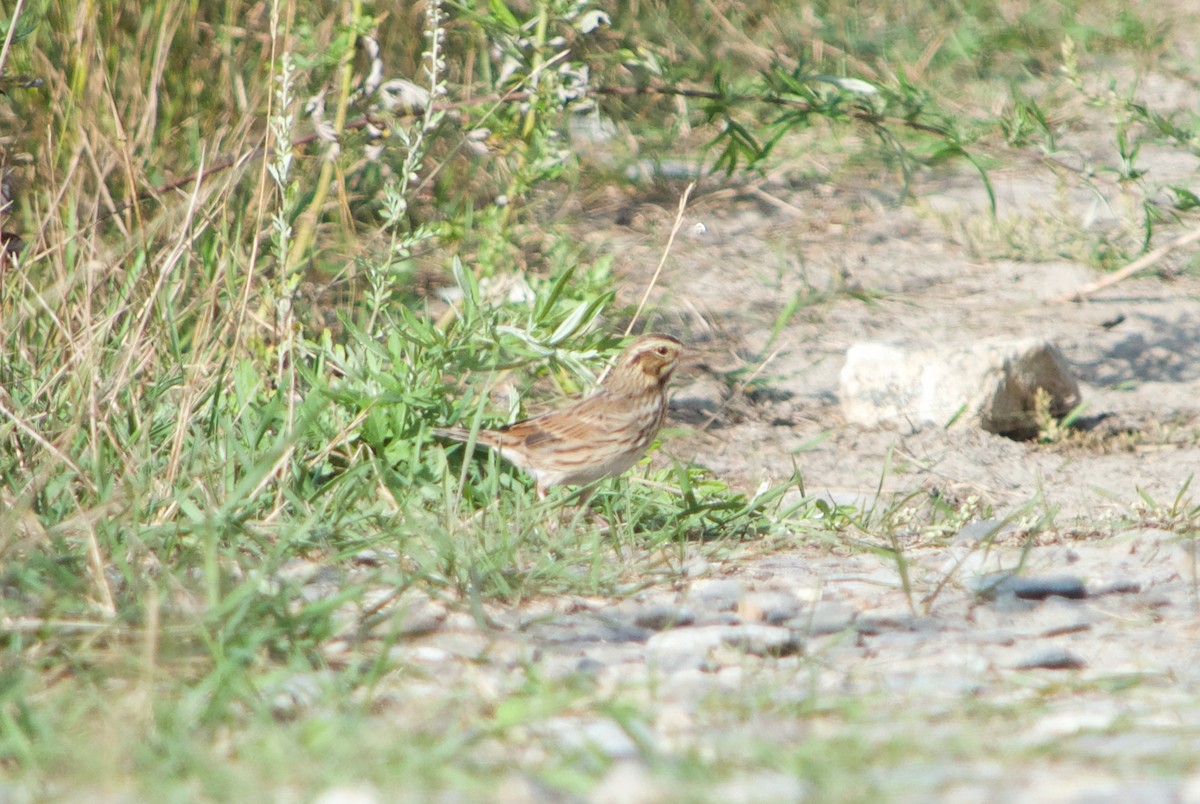 Savannah Sparrow - ML68656681
