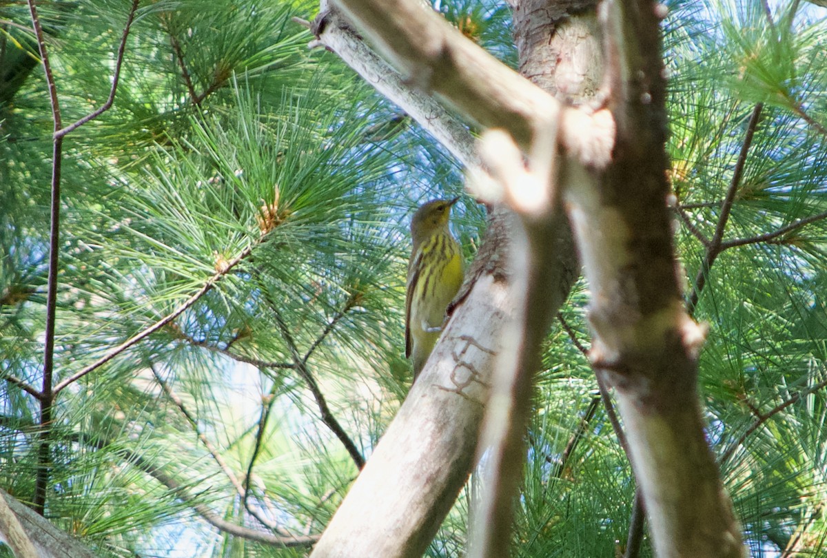 Cape May Warbler - ML68656701