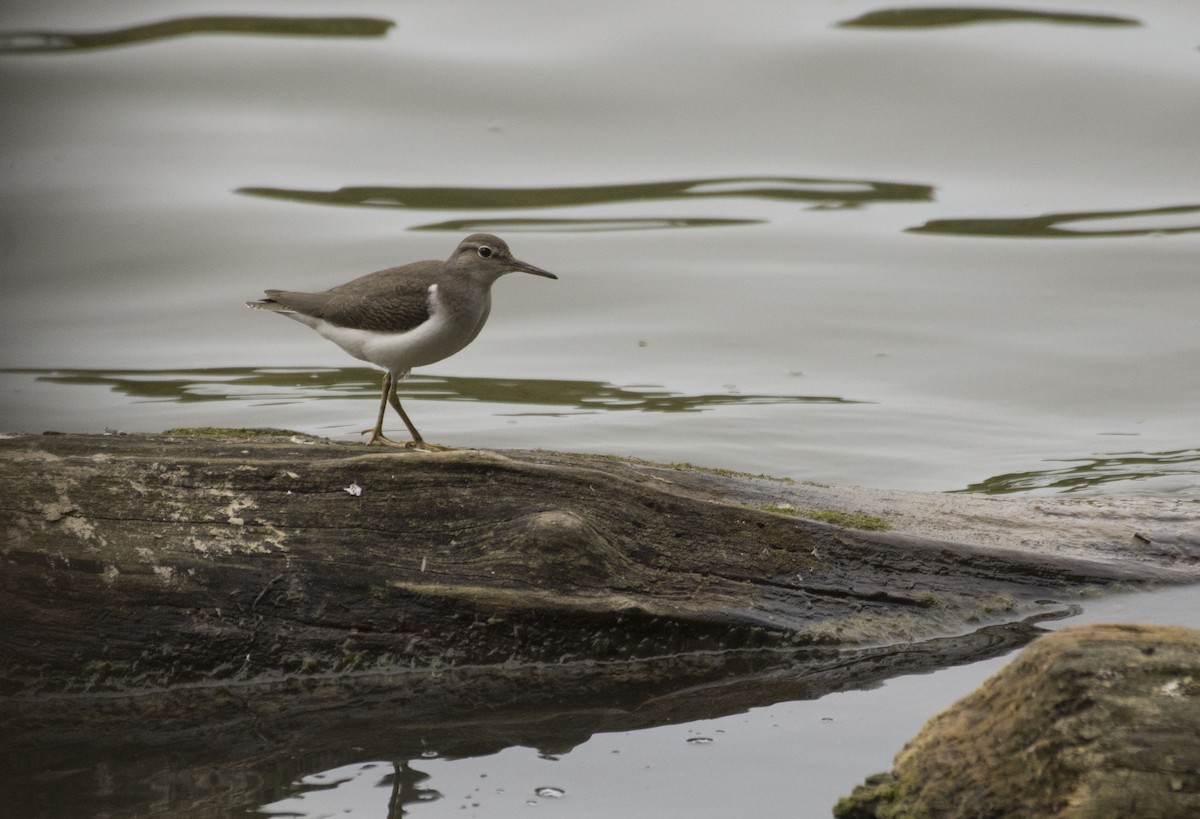 Spotted Sandpiper - Jeff Packer