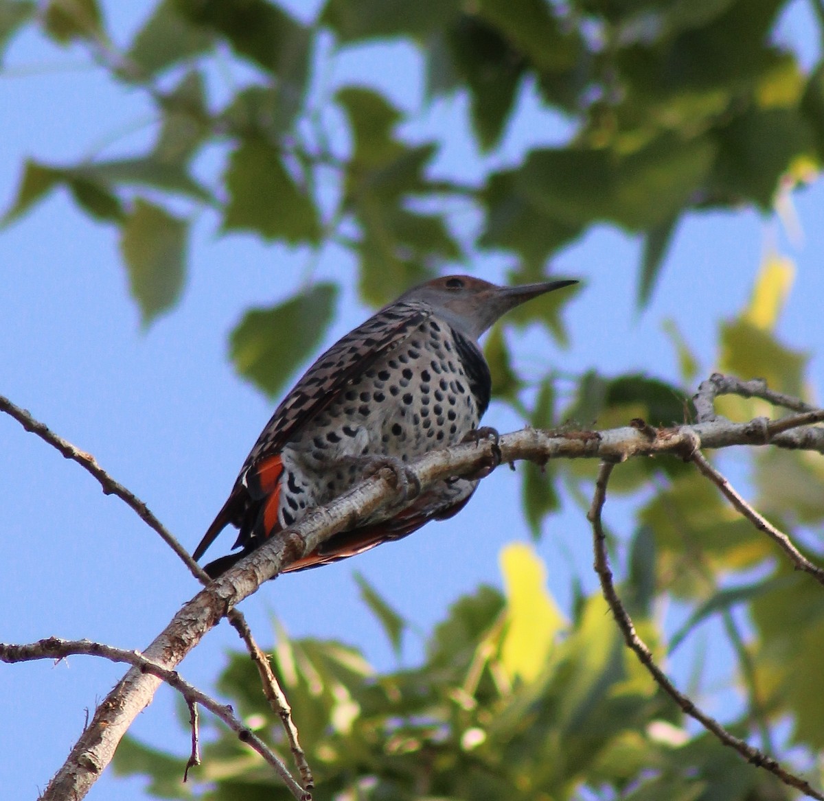 Northern Flicker (Red-shafted) - alison rodgers