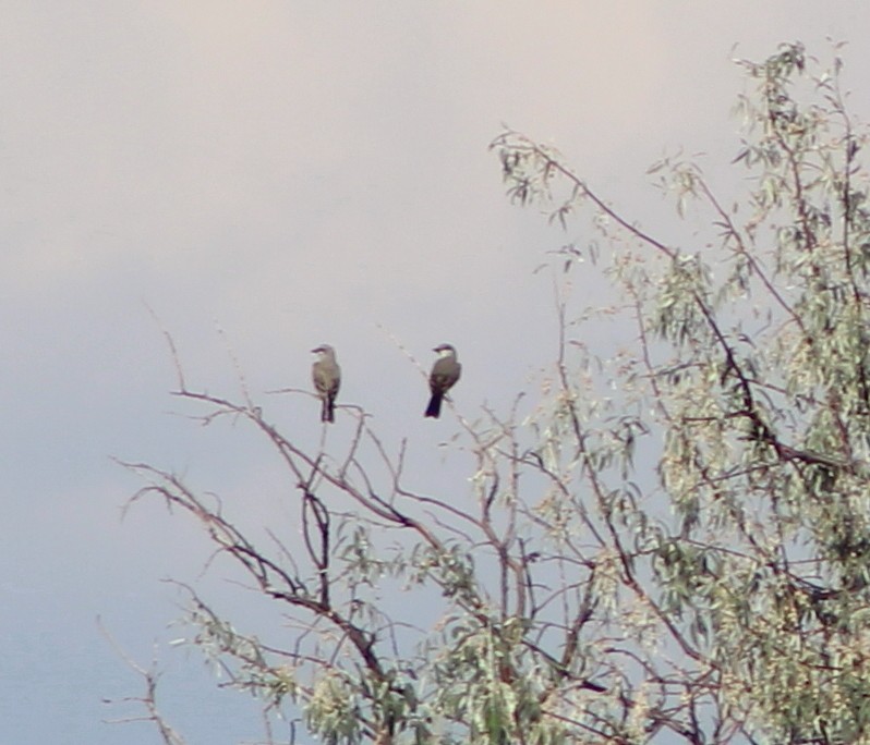 Western Kingbird - alison rodgers
