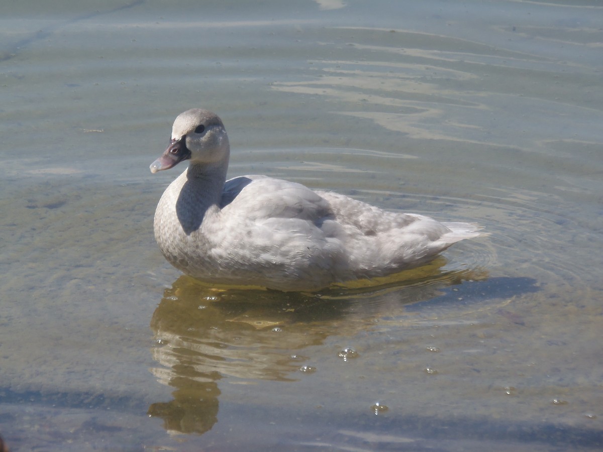 Black-bellied Whistling-Duck - Leonardo Guzmán (Kingfisher Birdwatching Nuevo León)