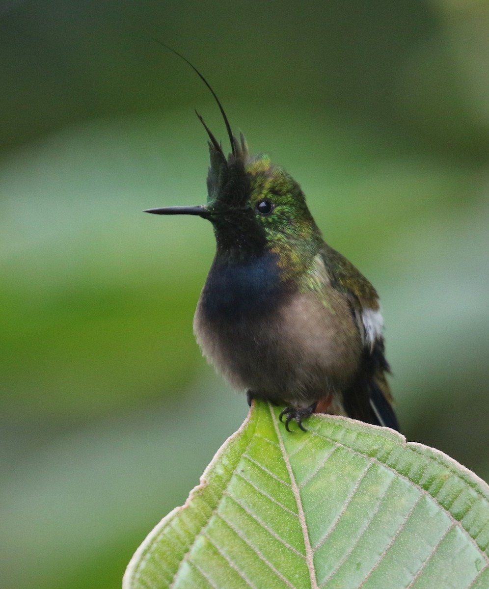 Wire-crested Thorntail - ML68661371