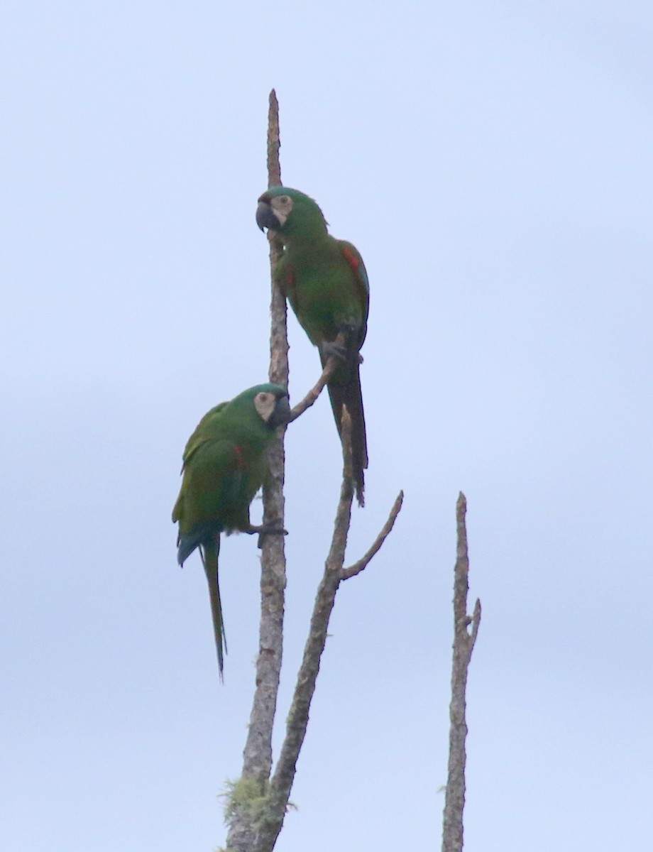 Chestnut-fronted Macaw - ML68661491