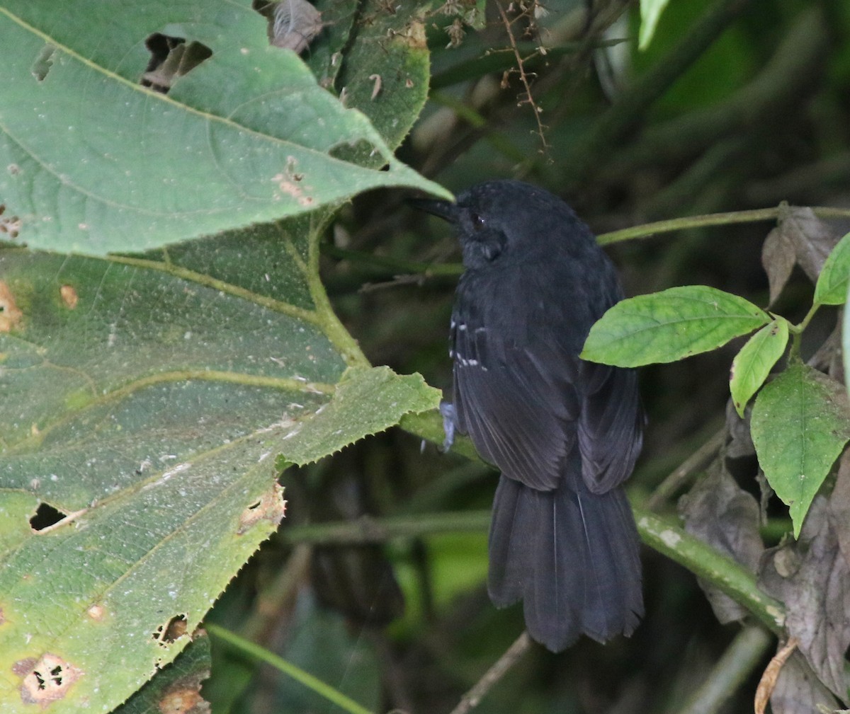 Blackish Antbird - ML68661531