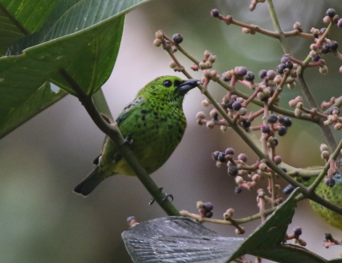Yellow-bellied Tanager - ML68661731
