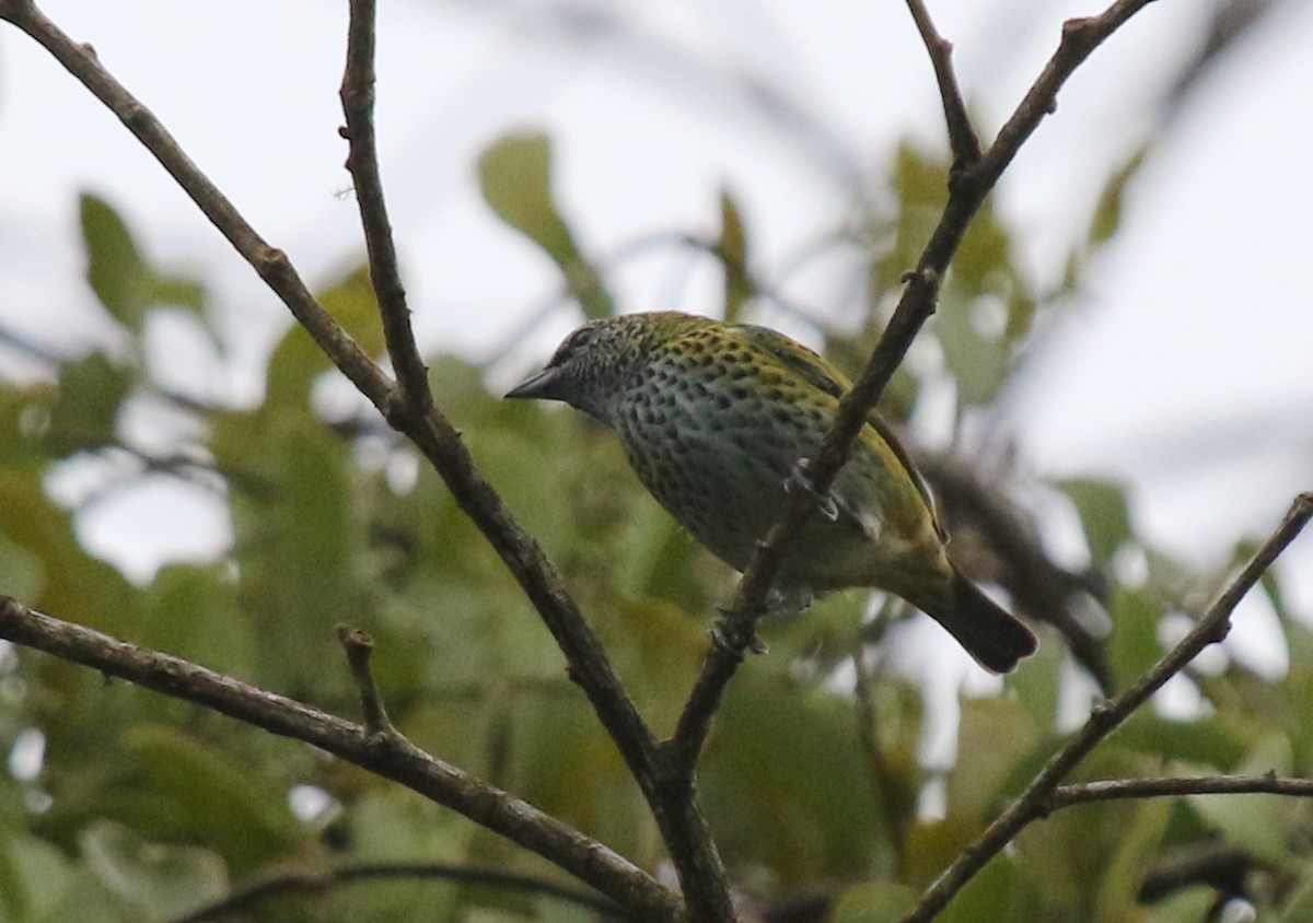 Spotted Tanager - ML68661761