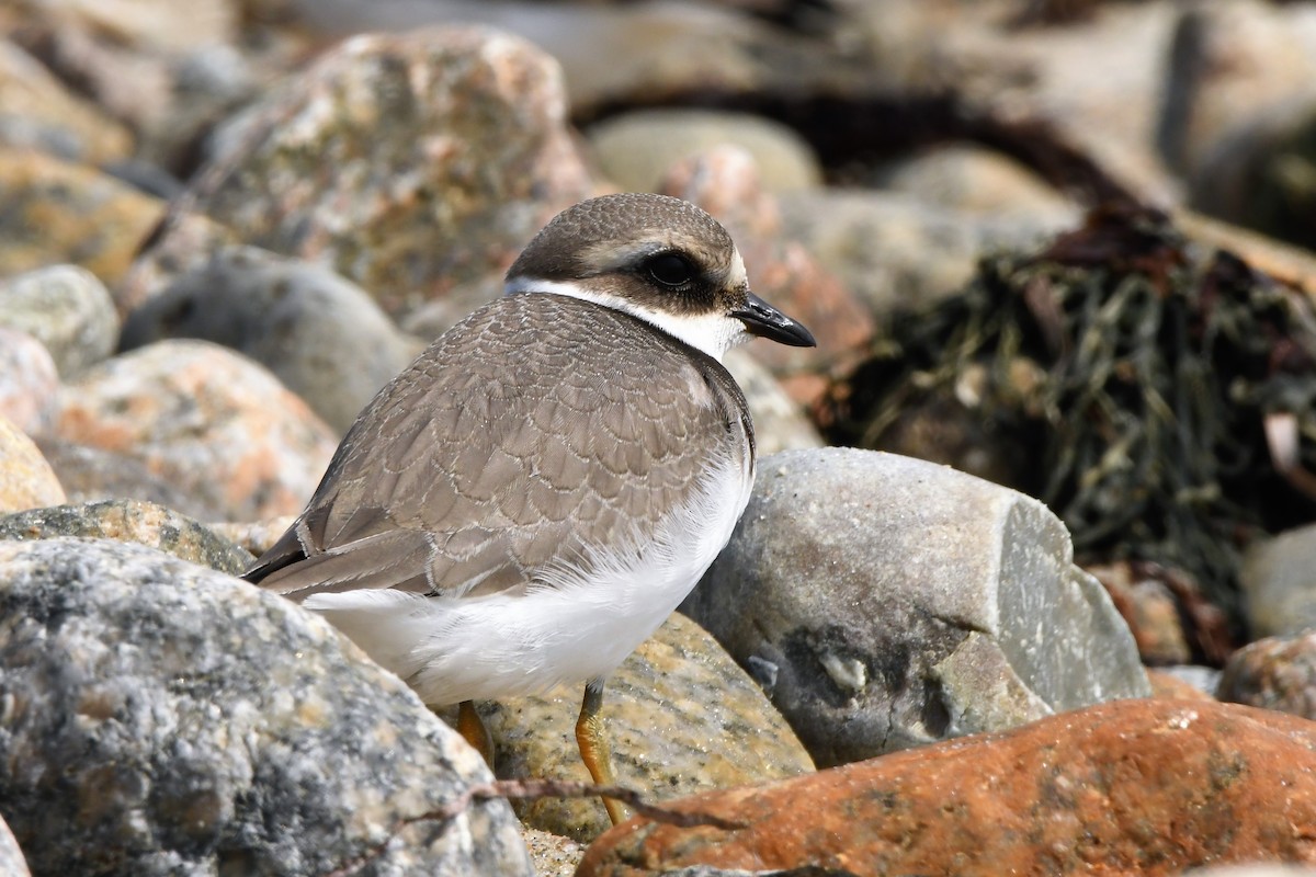 Common Ringed Plover - ML68661951