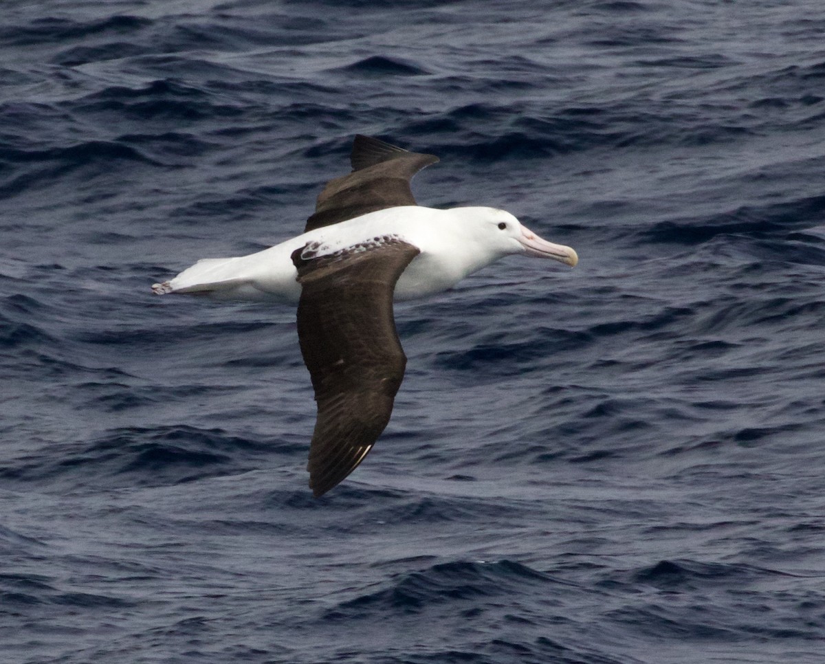 Northern Royal Albatross - Scott Baker