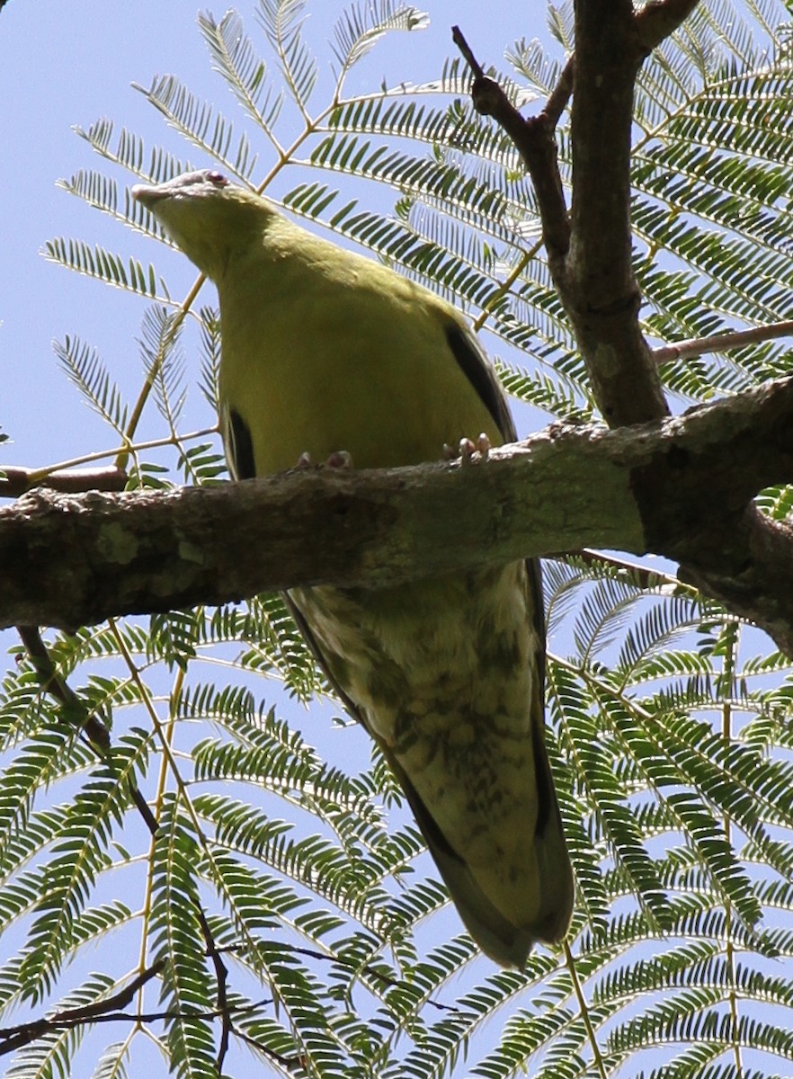 Flores Green-Pigeon - Colin Trainor