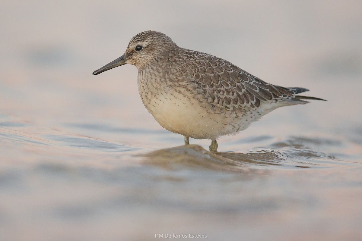 Red Knot - ML68667701