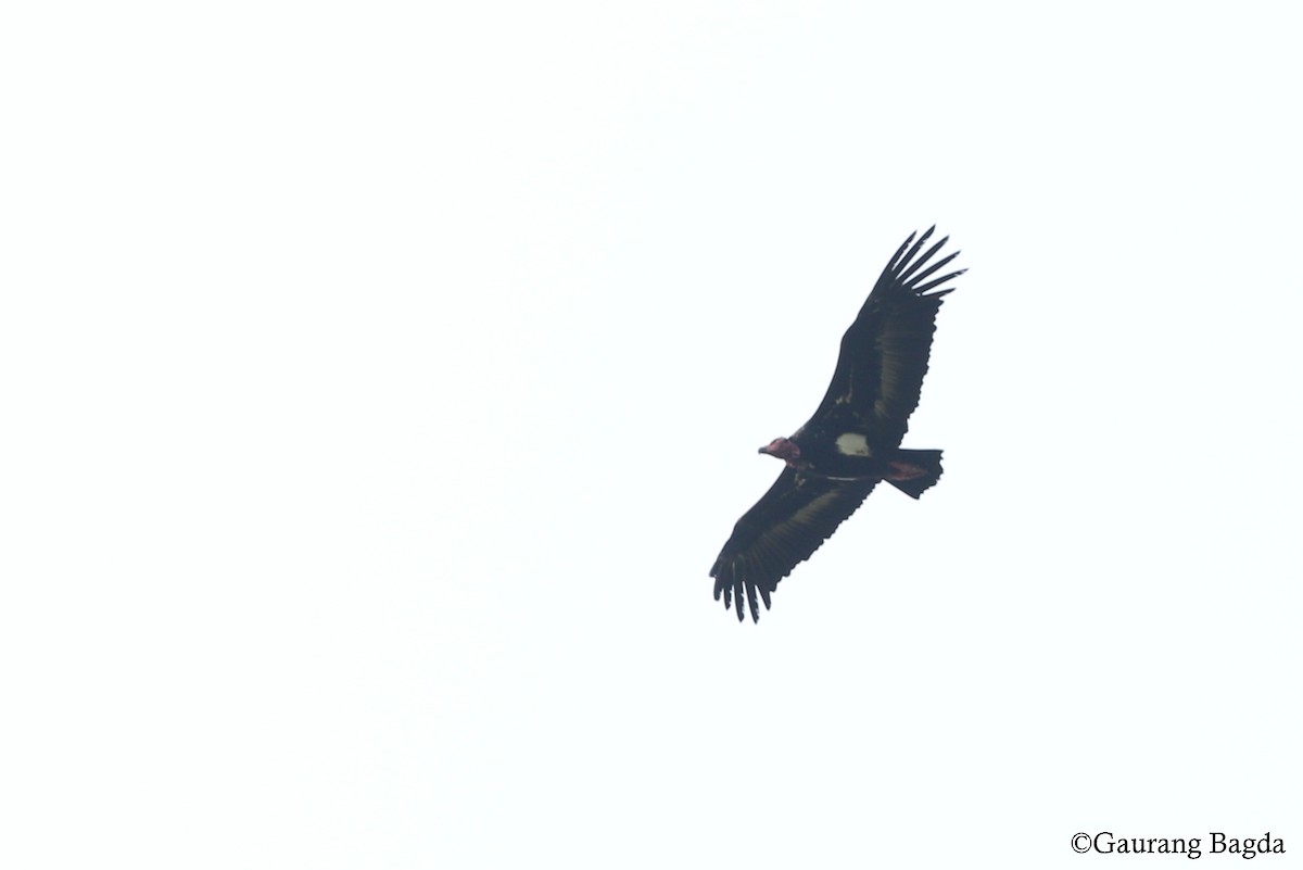 Red-headed Vulture - ML68668431