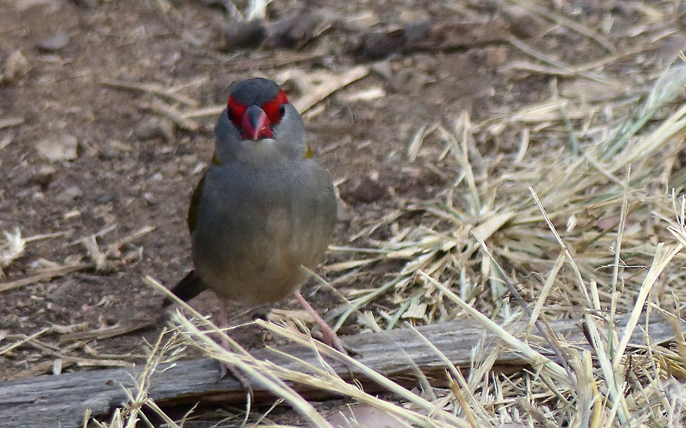 Red-browed Firetail - ML68670011