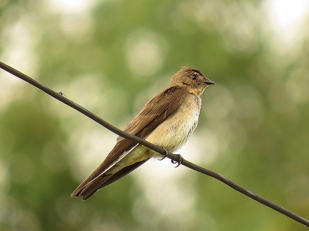 Southern Rough-winged Swallow - Fábio Luís Mello