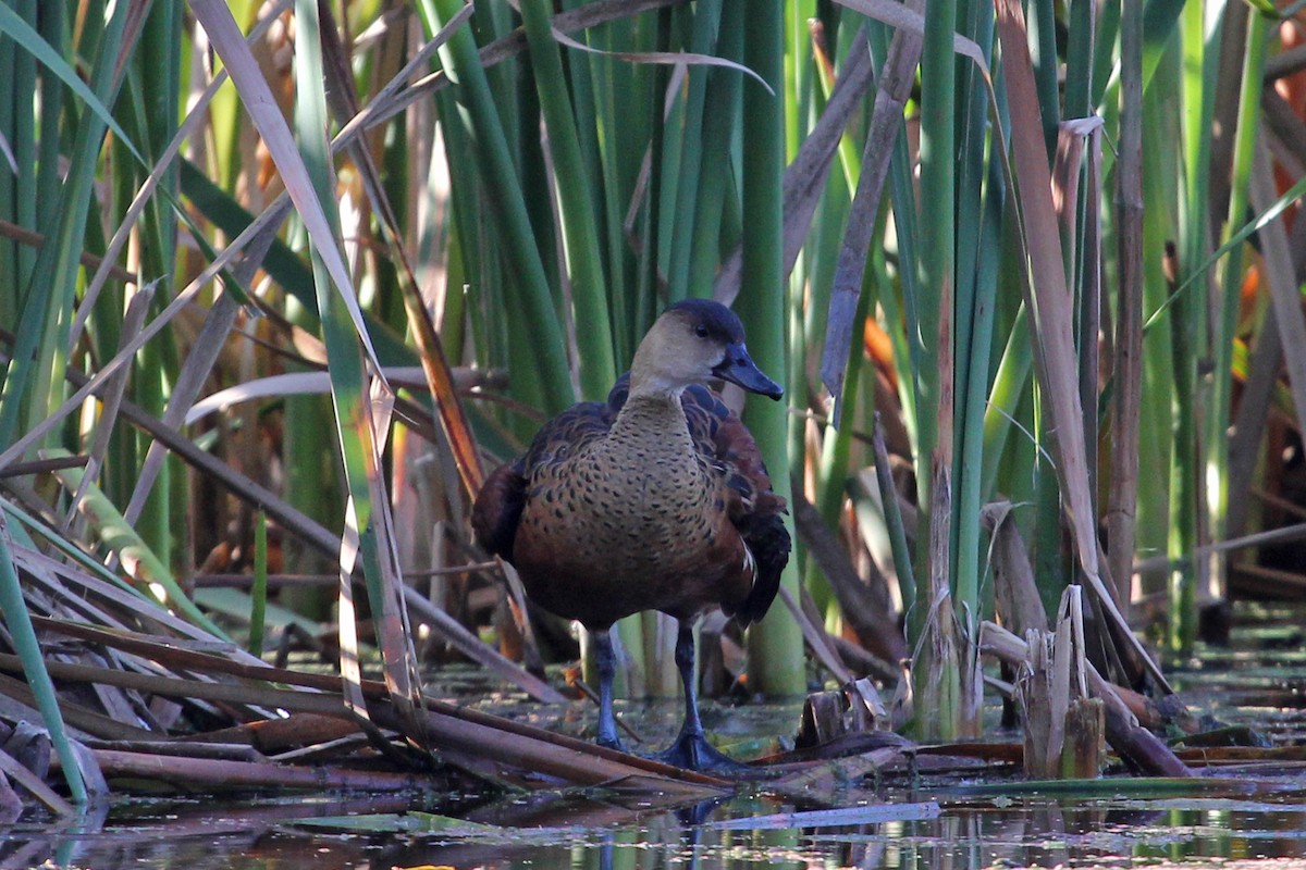 Wandering Whistling-Duck - Ray Turnbull
