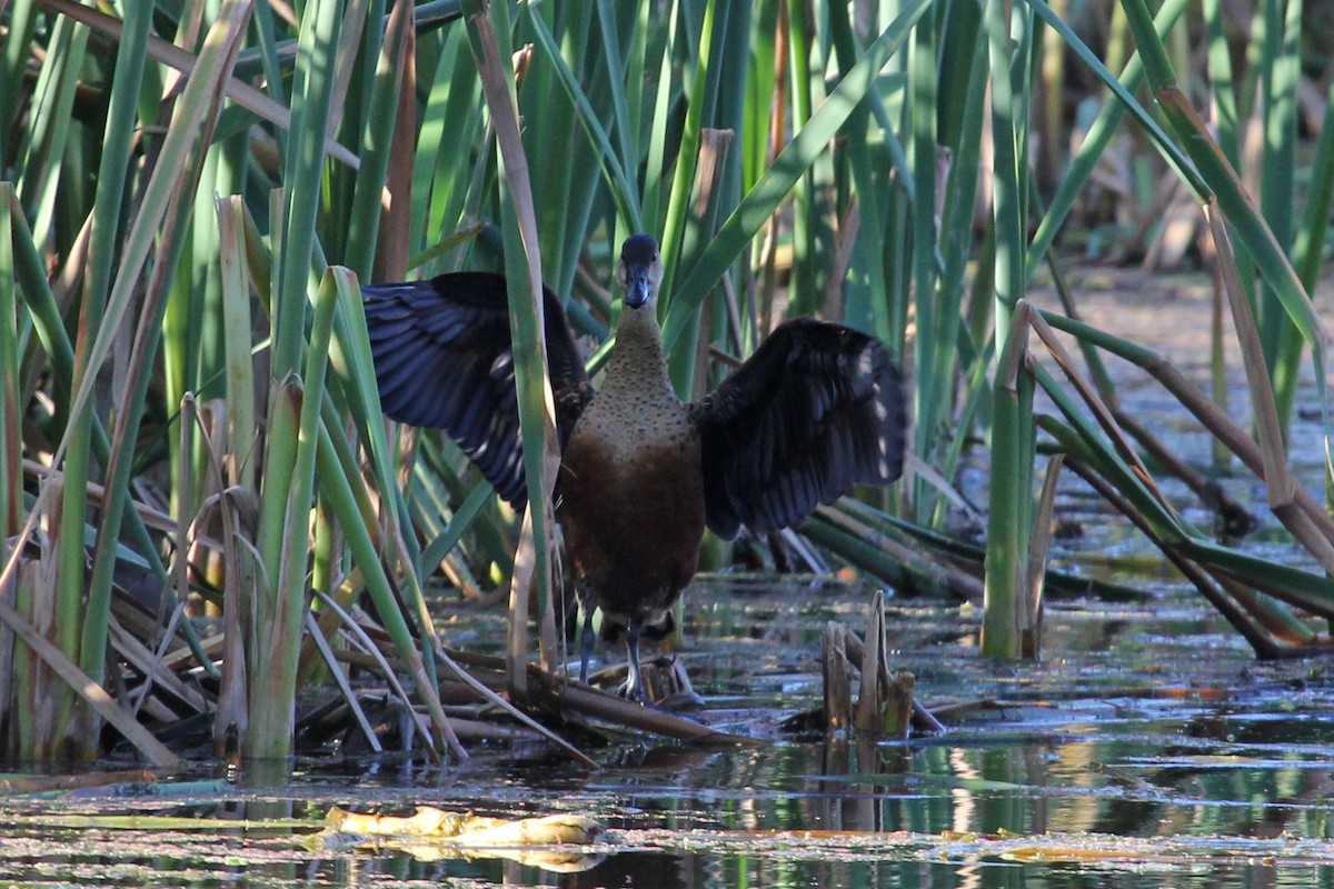 Wandering Whistling-Duck - Ray Turnbull