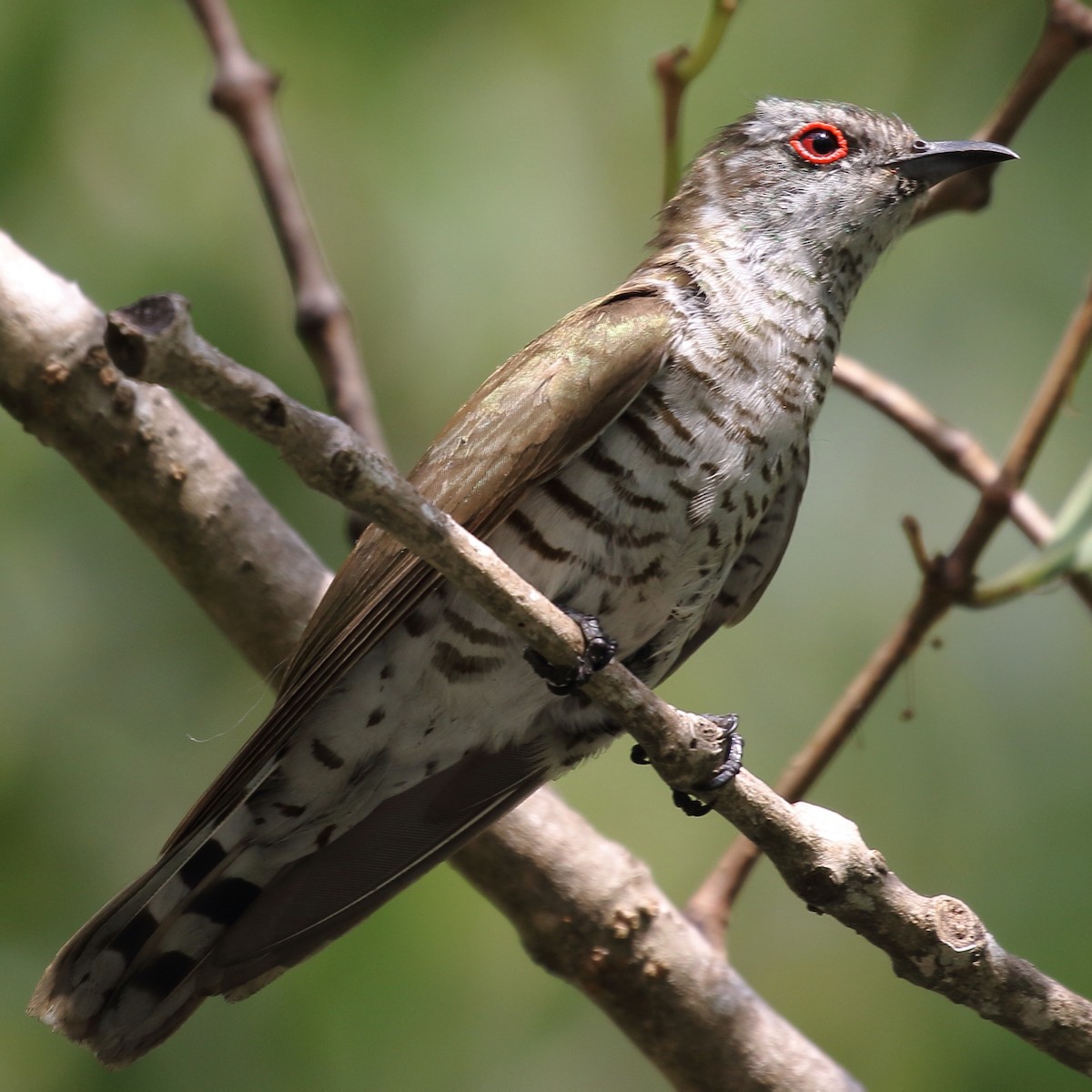 Little Bronze-Cuckoo - Michael Rutkowski