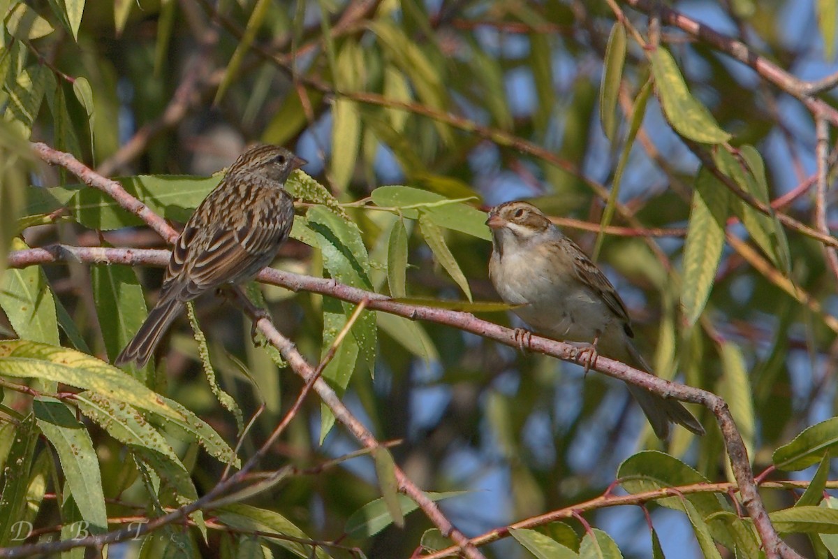 Clay-colored Sparrow - DigiBirdTrek CA