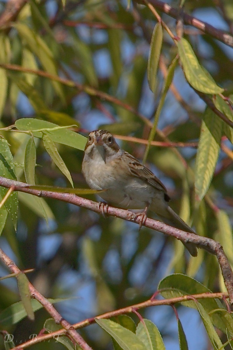 Clay-colored Sparrow - DigiBirdTrek CA