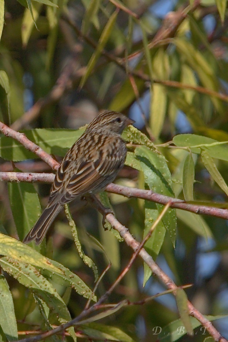 Chipping Sparrow - DigiBirdTrek CA