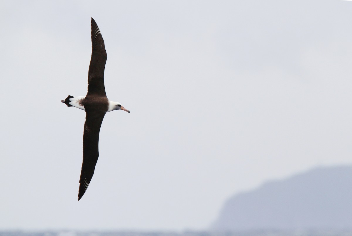 Laysan Albatross - Christoph Moning
