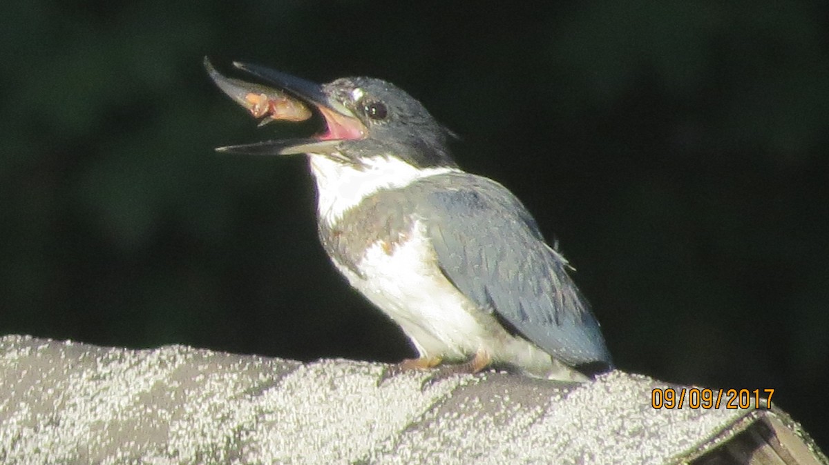 Belted Kingfisher - suzanne pudelek