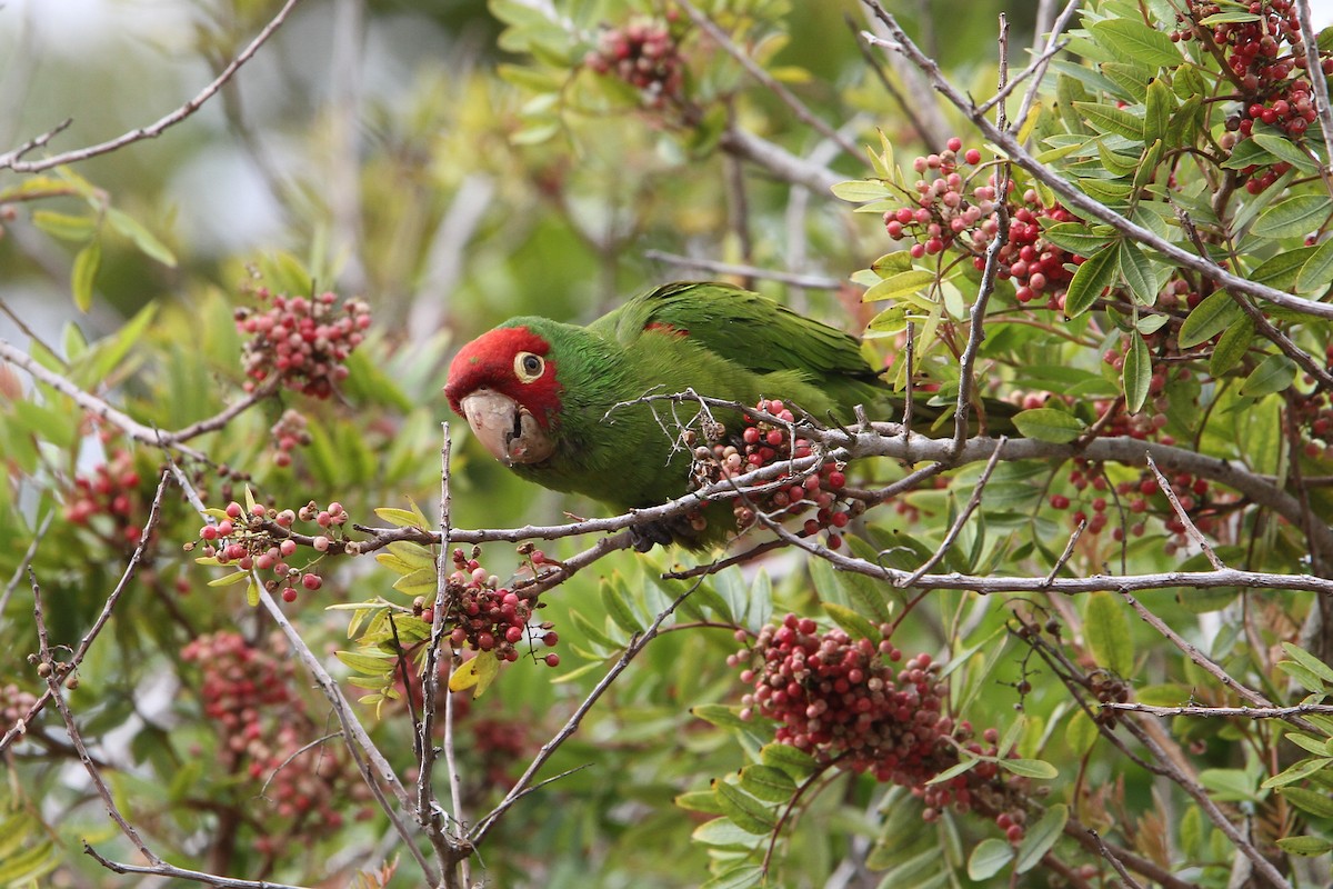 Red-masked Parakeet - Christoph Moning