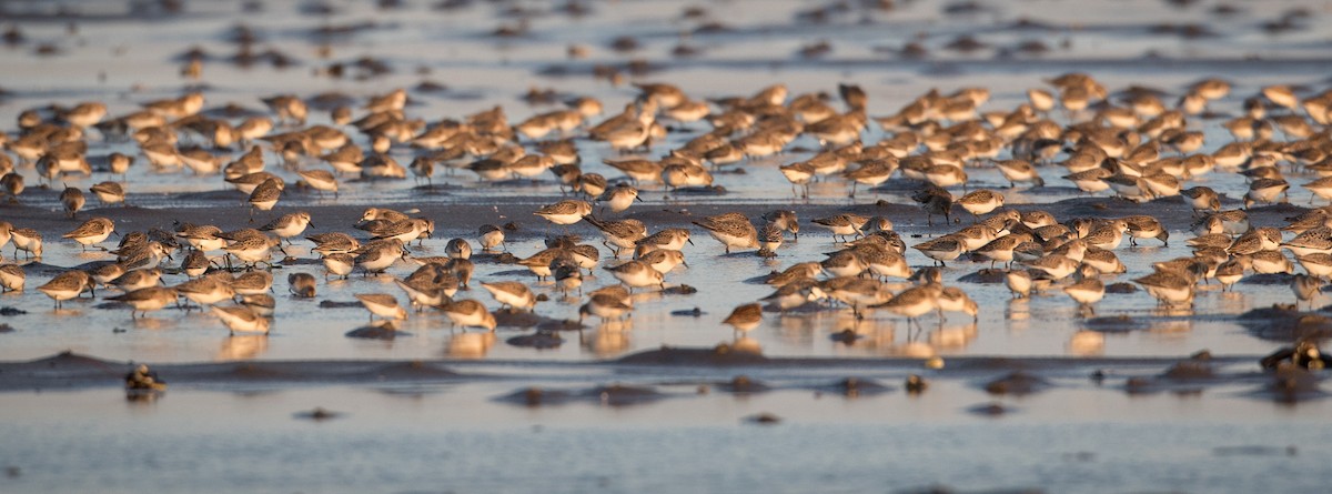 Publications - eBird